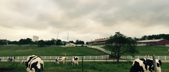 Image showing Holsteins on Horsebarn Hill at UConn.