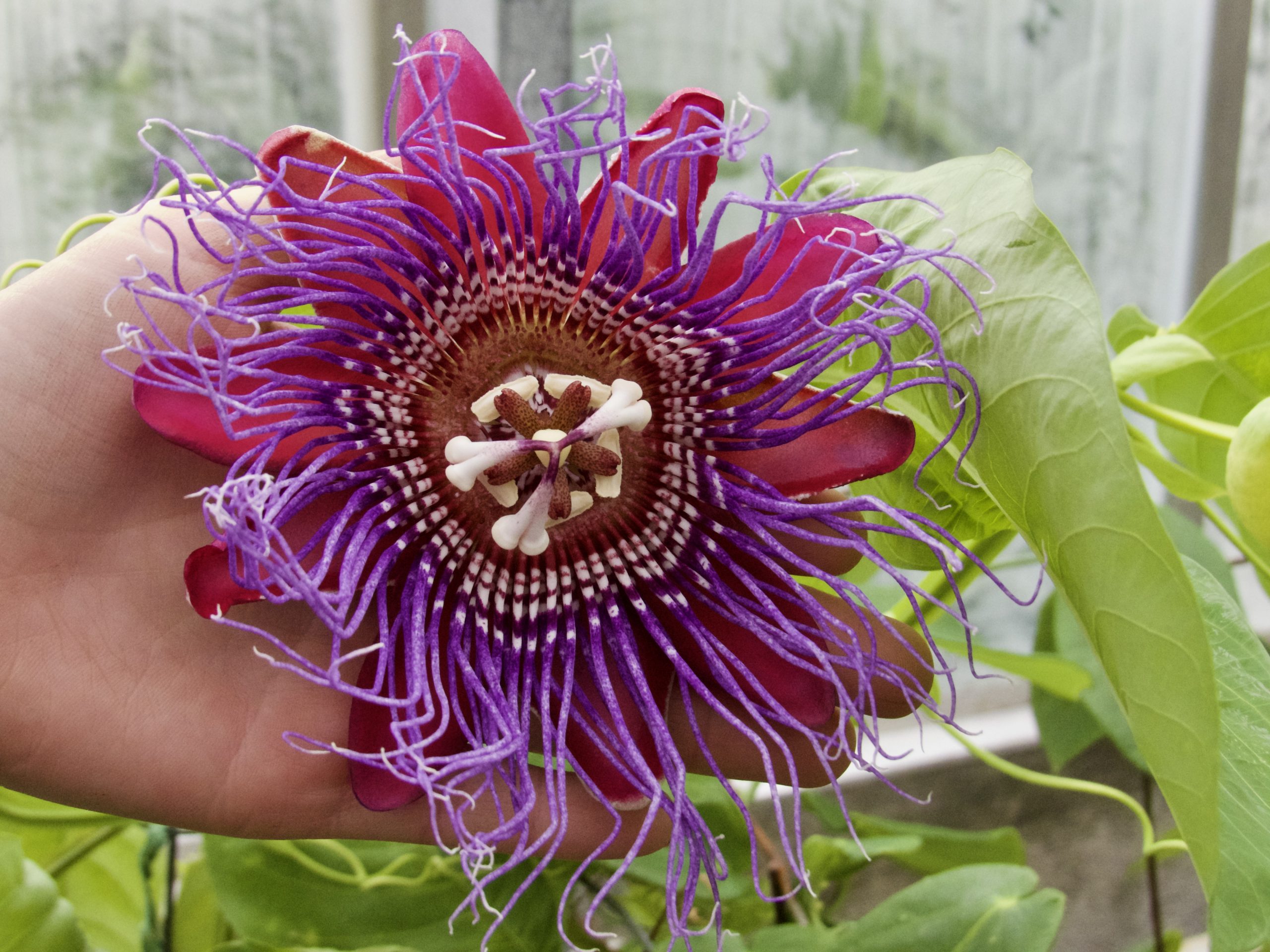 Passiflora in UConn Botanical Conservatory